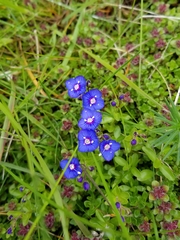 Veronica fruticans