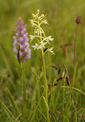 Platanthera muelleri