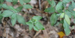 Dasineura meibomiae