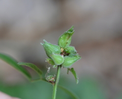 Dasineura meibomiae