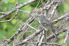Vireo nelsoni