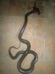 Paraphimophis rusticus