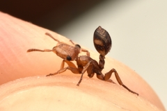 Cephalotes umbraculatus
