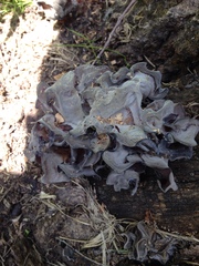 Helvella acetabulum