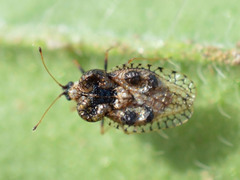Dictyla rotundata