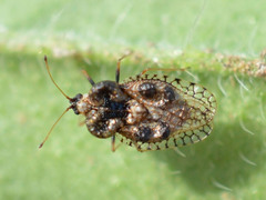 Dictyla rotundata
