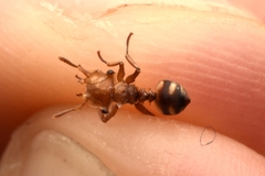 Cephalotes umbraculatus