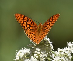 Speyeria coronis carolae