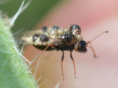 Dictyla rotundata