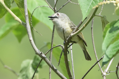 Vireo nelsoni