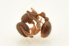 Tetramorium lanuginosum