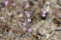 Gilia ochroleuca