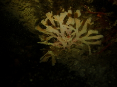 Flustridae