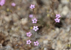 Gilia ochroleuca