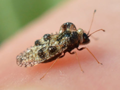 Dictyla rotundata