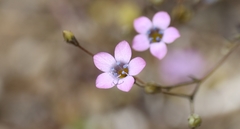 Gilia ochroleuca