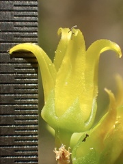 Dudleya stolonifera