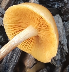 Gymnopilus