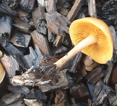 Gymnopilus