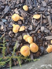 Gymnopilus