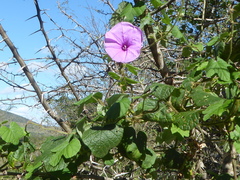 Ipomoea ficifolia