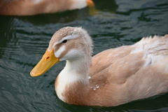 Anas platyrhynchos domesticus