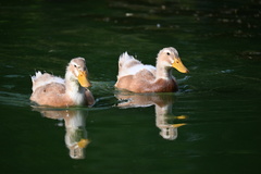Anas platyrhynchos domesticus