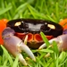 Red Land Crab - Photo (c) threeagoutdoors, some rights reserved (CC BY), uploaded by threeagoutdoors