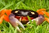 Red Land Crab - Photo (c) threeagoutdoors, some rights reserved (CC BY), uploaded by threeagoutdoors