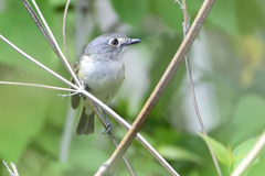 Vireo nelsoni
