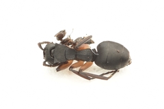 Dolichoderus laminatus