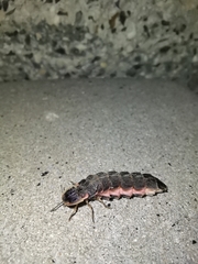 Lampyris noctiluca