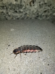 Lampyris noctiluca