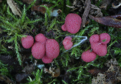 Lycogala exiguum