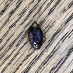 Paranomala cincta