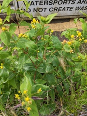 Hypericum hircinum