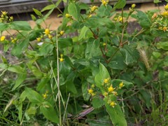 Hypericum hircinum