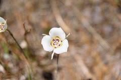 Calochortus ambiguus