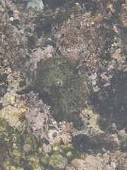 Fissurella costata