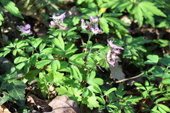 Corydalis pumila