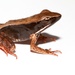 Brilliant Forest Frog - Photo (c) Brian Gratwicke, some rights reserved (CC BY)