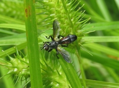 Cylindromyia bicolor