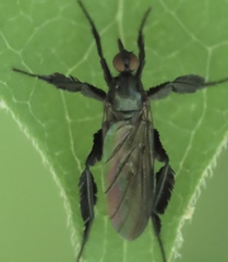 Rhamphomyia longicauda