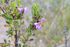 Clinopodium chilense