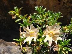 Diplacus grandiflorus