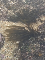 Dictyota kunthii