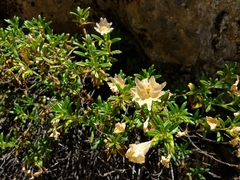 Diplacus grandiflorus