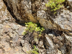 Diplacus grandiflorus