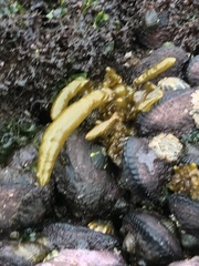 Dactylosiphon durvillei