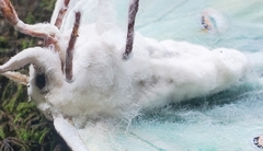 Akanthomyces aculeatus